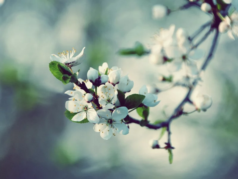 вишня, лепестки, spring, цветение, макро, цветы, белые, размытость, весна, природа, блики, ветка