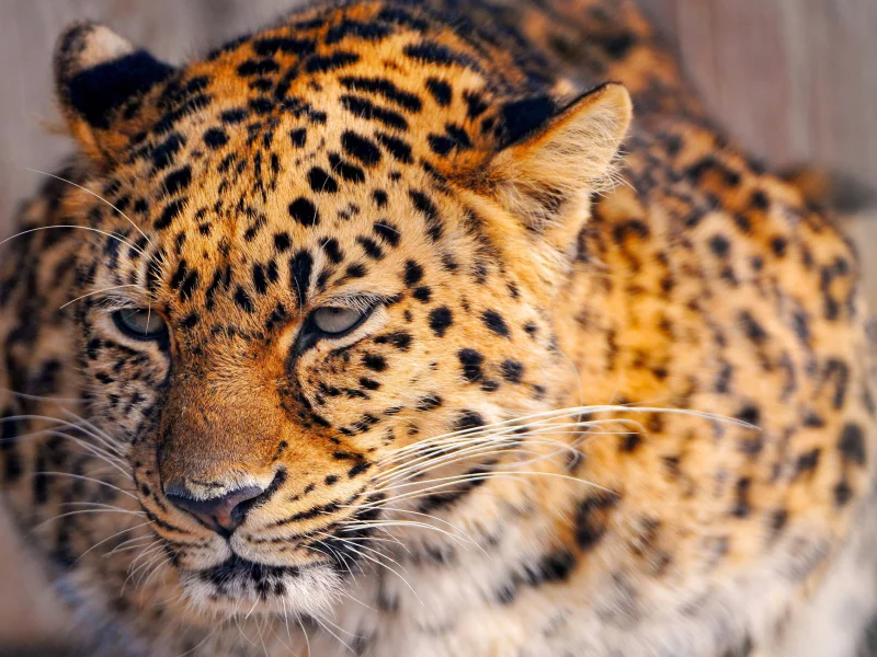 киса, леопард, leopard