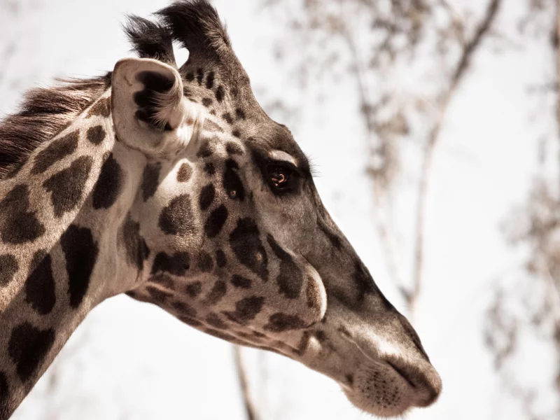 animal, природа, жираф, макро, giraffe