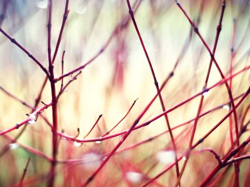 tranquility, ветки, details, nature, капли