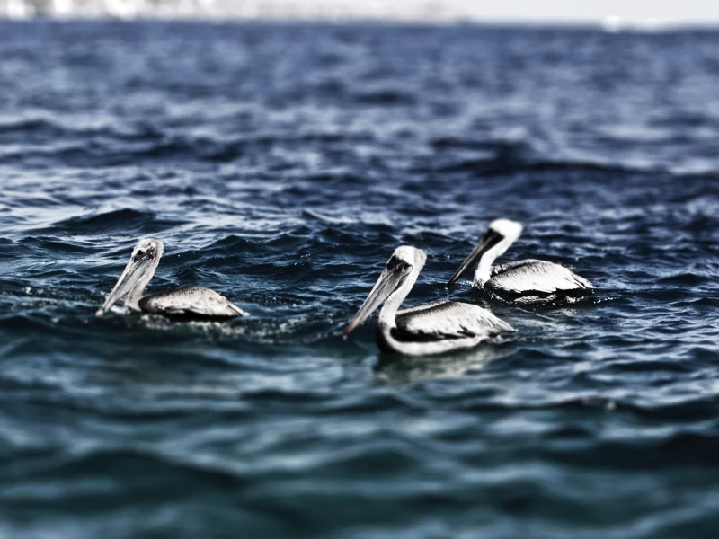 cabo san lucas, pelicans, mexico