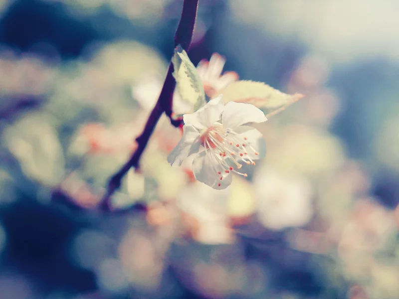 macro, фокус, цветы, ветка, макро, лепестки, blossom, cherry