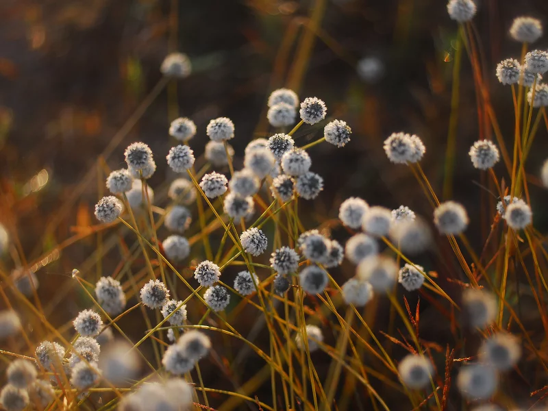 белые, fluff field, бутоньчики