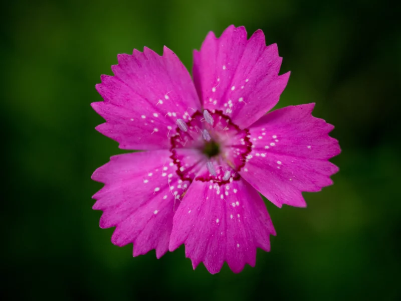 centered, внутри, центр