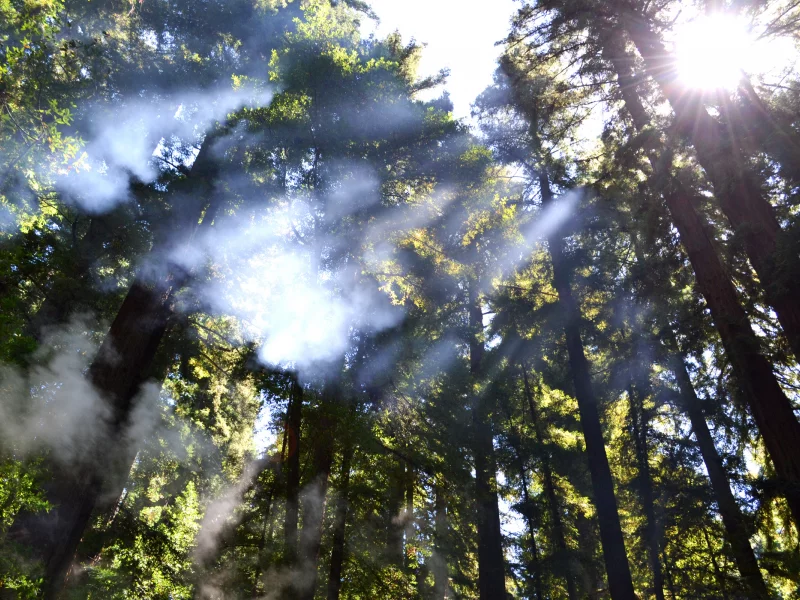 солнце, sky, trees, sunlight, пар, forest, природа, 2560x1600, свет, nature, landscape, пейзаж, steam, деревья, лес, небо