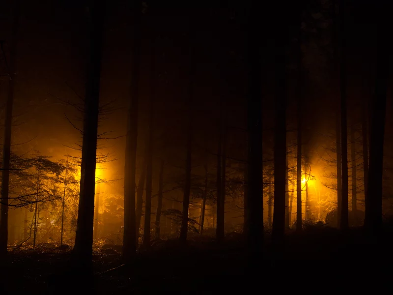 лес, ночные огни, фонари, evening lights, огни, ночь