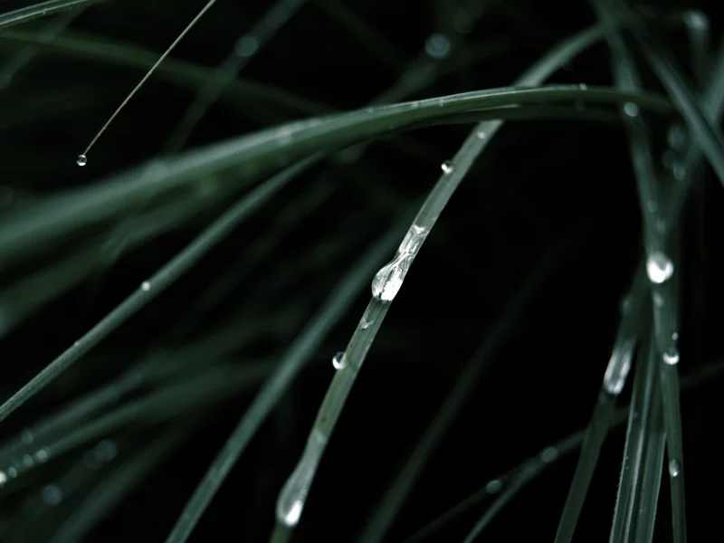 nature, капли, макро, природа, вода, зелень, трава