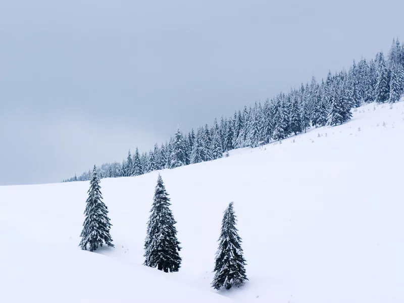 зимние картинки, снег, деревья, природа, зима, snow, пейзажи, дерево, winter wallpapers