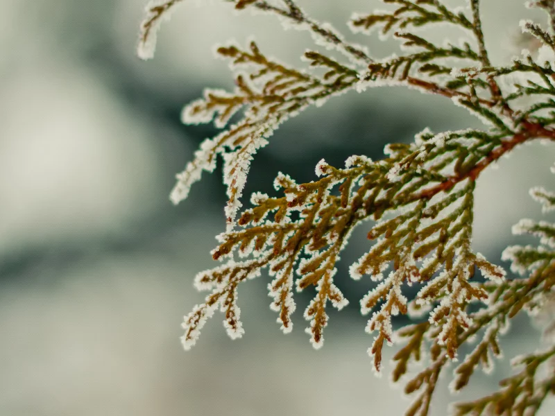 зима, ветка, снег, winter2k10, hombre