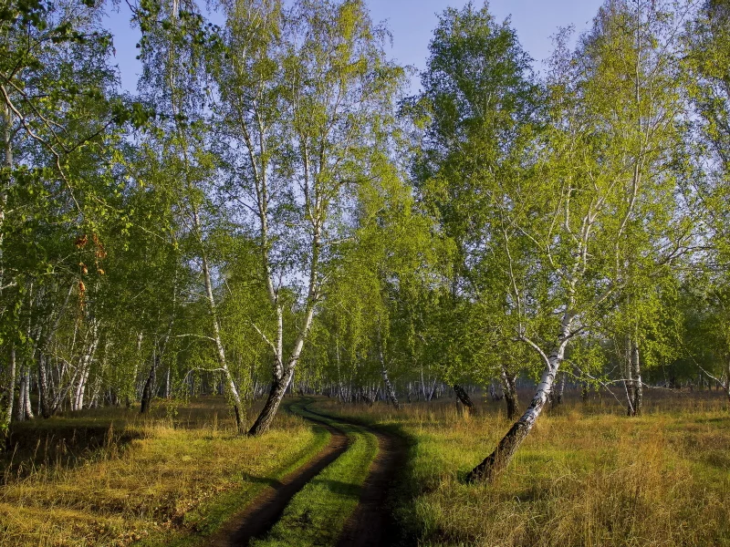 берёзы, лес, дорога, осень