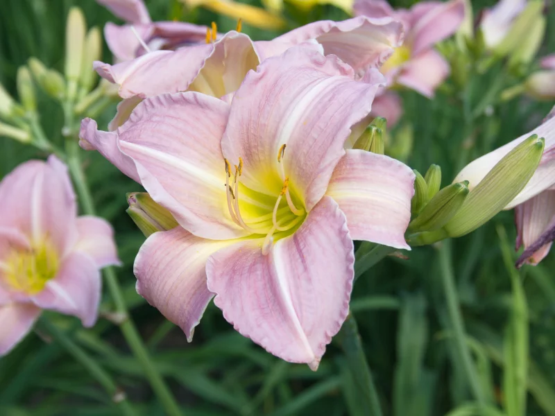 hemerocallis, лилейник, красоднев