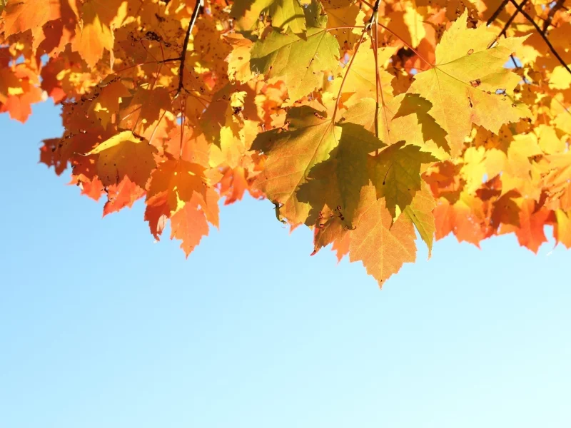 осень, 1920x1280, свет, листья, autumn, природа, небо, sky, leaves, light, nature