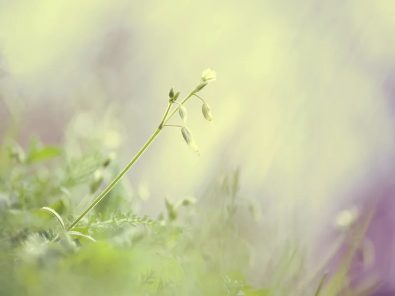 природа, весна, свет, зелень, трава, макро, green, растения, нежность, цвет