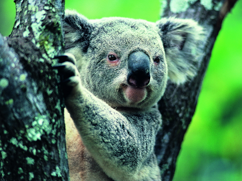 коала, животное, природа