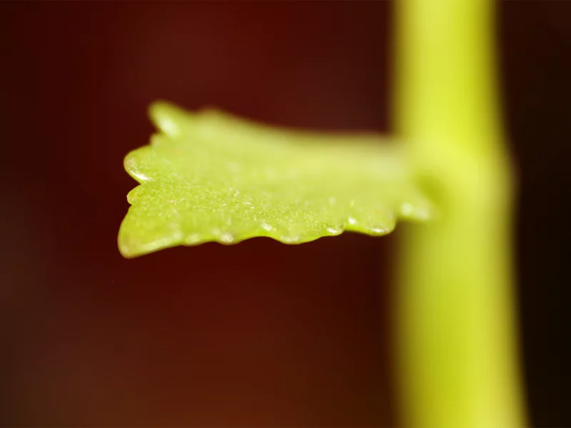 росток, leaf, маленький, листик