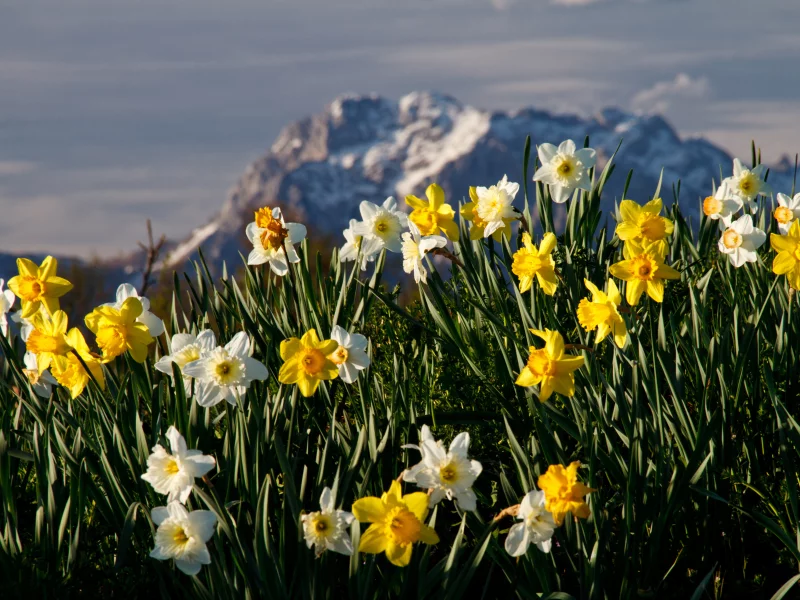 flowers, цветы, трава, горы, пейзаж, природа, нео