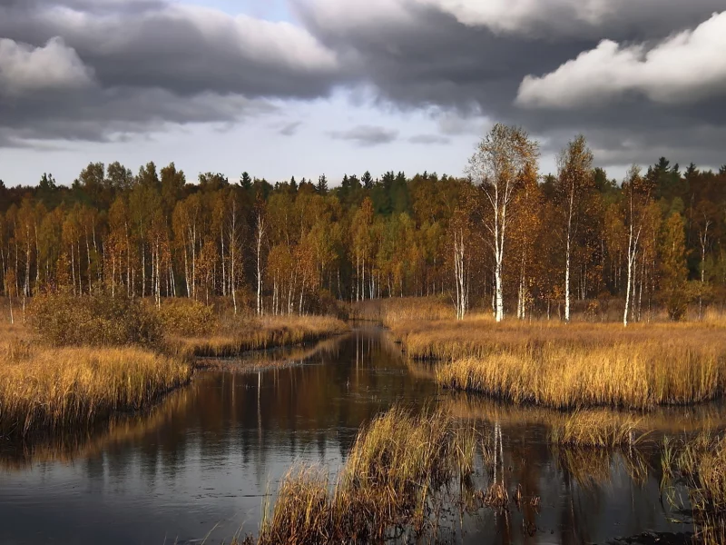 пейзаж, лес, озеро, осень, природа