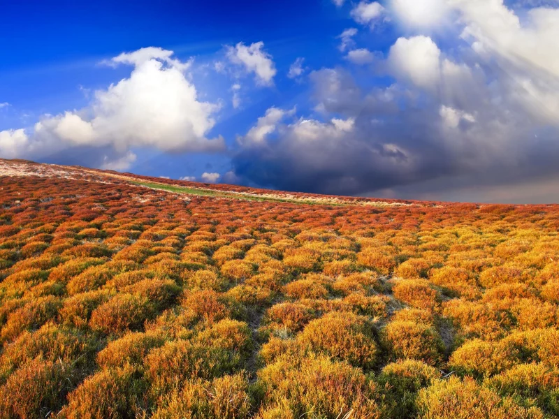 облака, небо, beautiful view, растительность, красочная, красота, солнце, лучи, белые, пейзаж