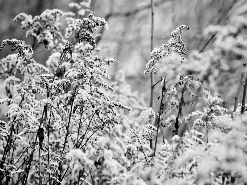 macro, снег, растения, b&w, nature, snow, 2560x1600, макро, plants, трава, grass, чб, природа