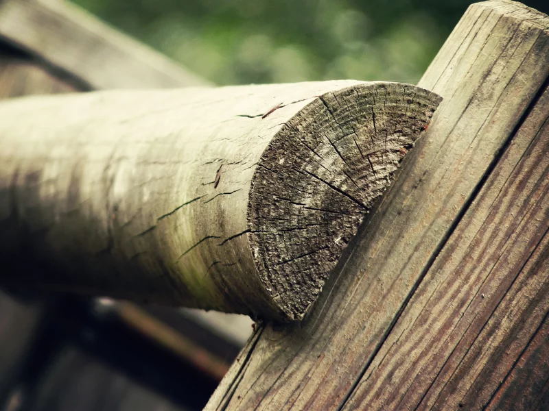 дерево, древесина, пни, фокус, wood wallpapers, бревно, пень, пенёк, пеньки, макро