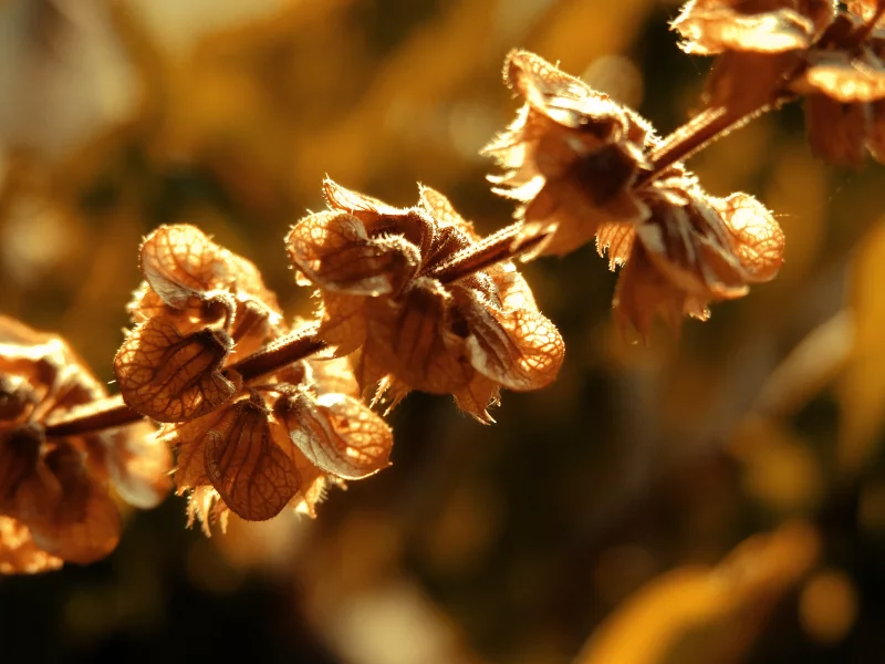 2560x1600, autumn, свет, nature, солнце, sunlight, природа, macro, осень, макро