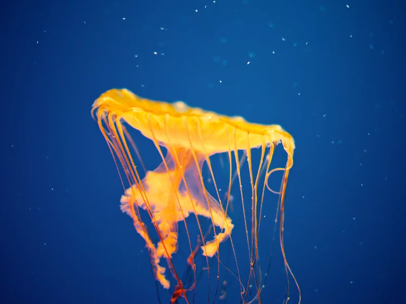 желтая, медуза, jellyfish invasion