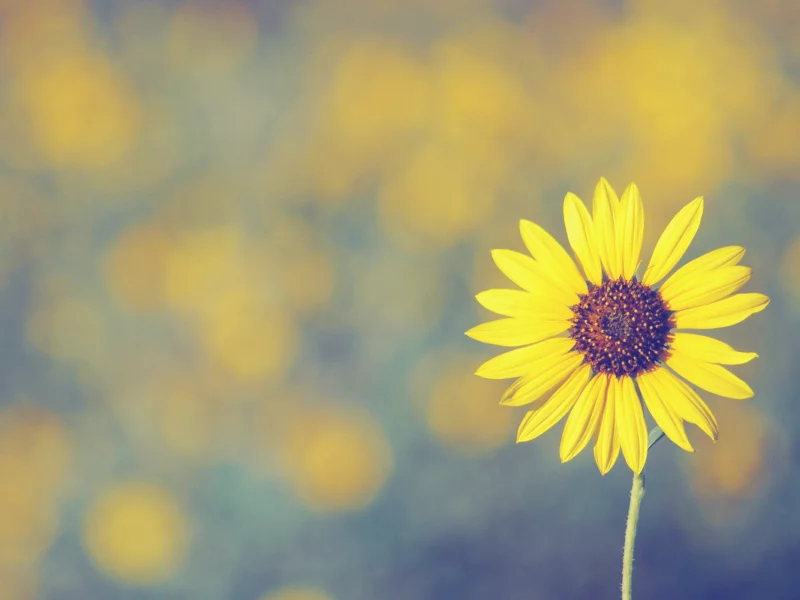 цветок, лепесток, sunflower