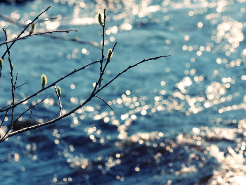 день, природа, wallpapers, ветка, цветение, вода, солнце, spring, весна, фото, обои