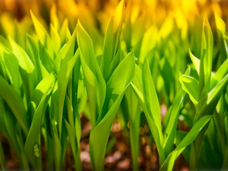 macro, свет, макро, 3300x1856, боке, зелень, greenery, bokeh, sun, grass, трава, солнце, light