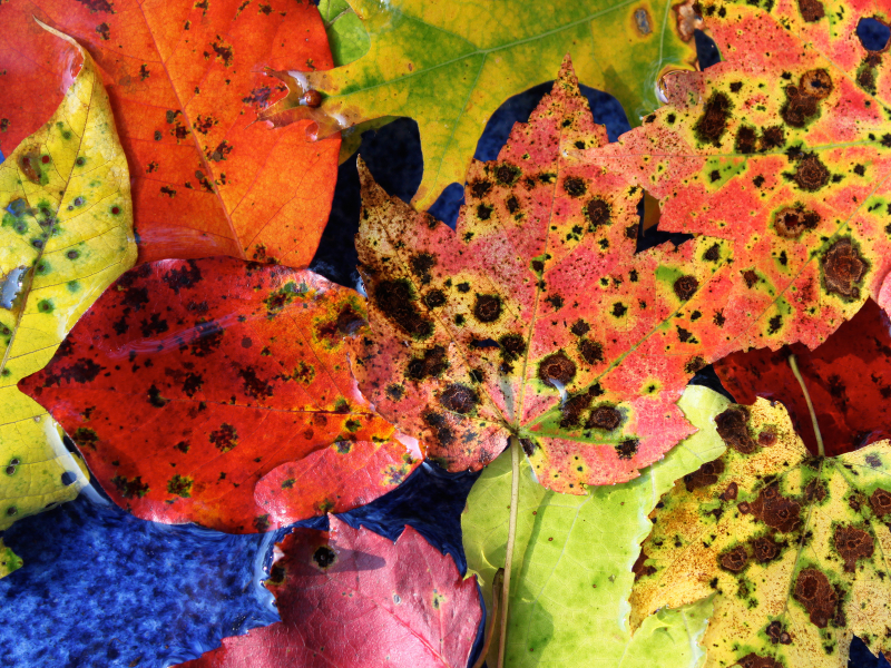 цвета, осень, листья