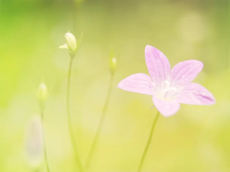 цветок, боке, bokeh, 2560x1600, flower, макро, nature, природа, фокус, лепестки, macro, focus, plant, petals, растение