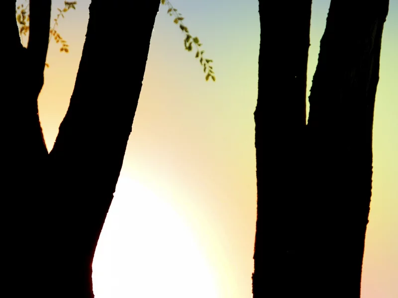 tree, тень, ветки, деревья, вечер