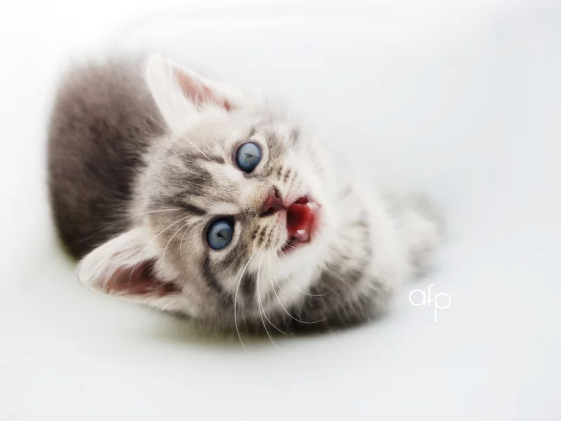 белый, котенок, кошка