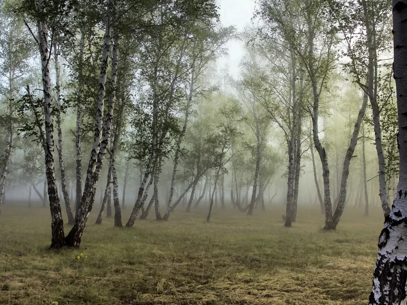 берёзы, роща, природа