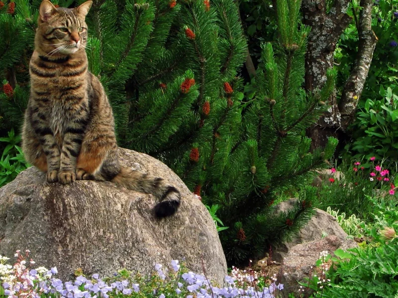кот, ель, животные