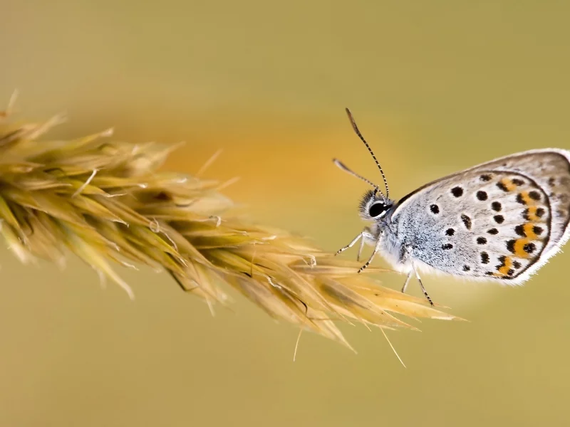 бабочка, пшеница, колосок, макро, butterfly