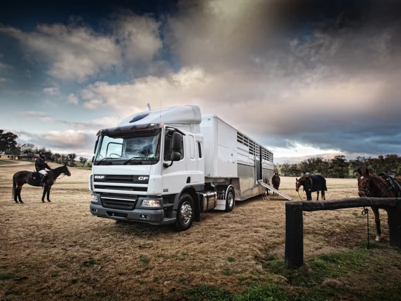 ферма, белый, truck, грейлер, daf, жокей, лошади
