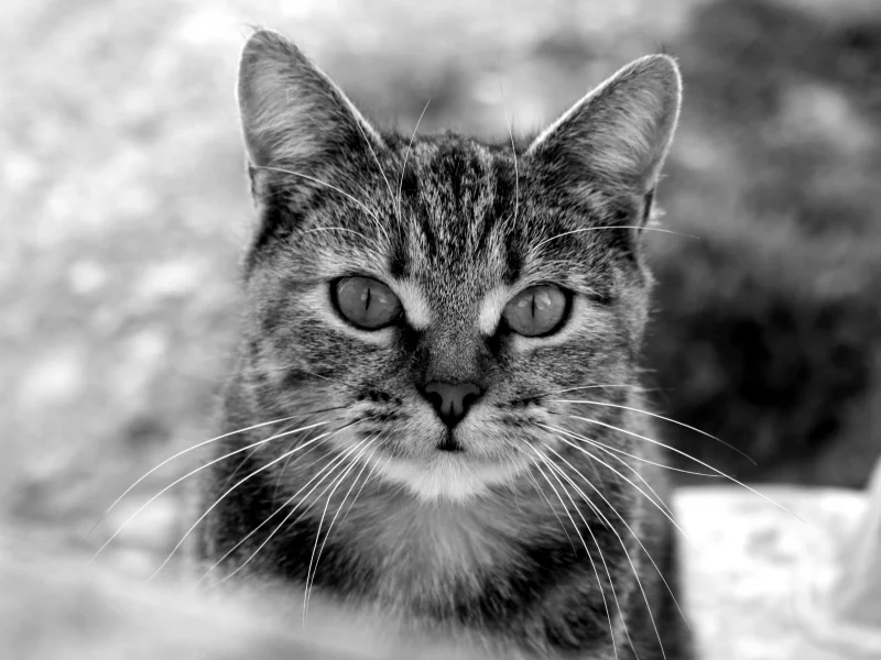 черно-белое, котяра, морда, усы