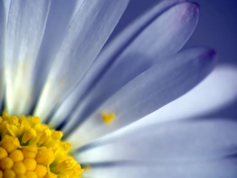 flower, макро, цветок, лепестки