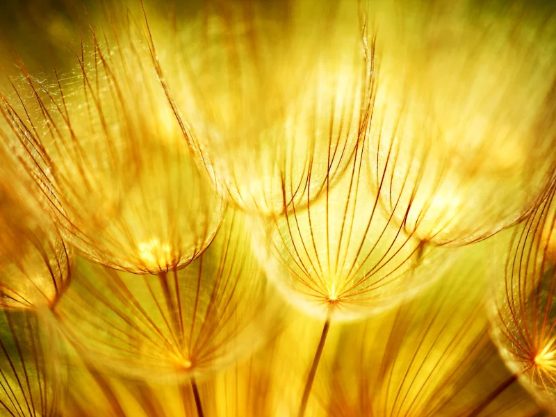 природа, золотые, одуванчики, соцветие, golden dandelions, макро