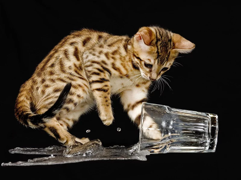 котёнок, жидкость, брызги, чёрный, фон, вода, стакан