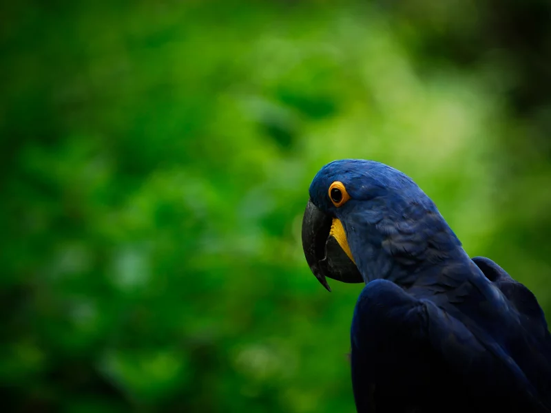 parrot, попугай, птица