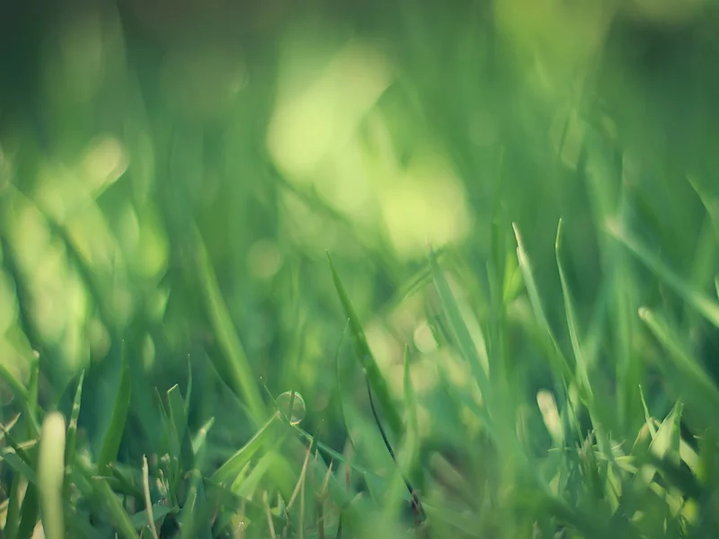 трава, зеленый, grass