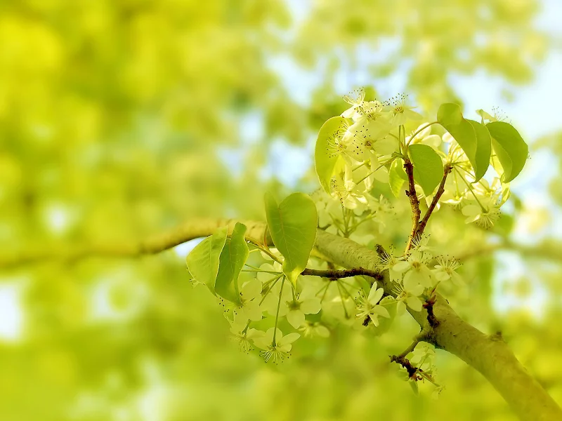 весна, листья, цвет, flora, природа, макро, ветка, дерево