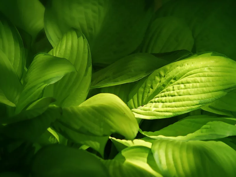 листики, растения, green, leaves, зеленые