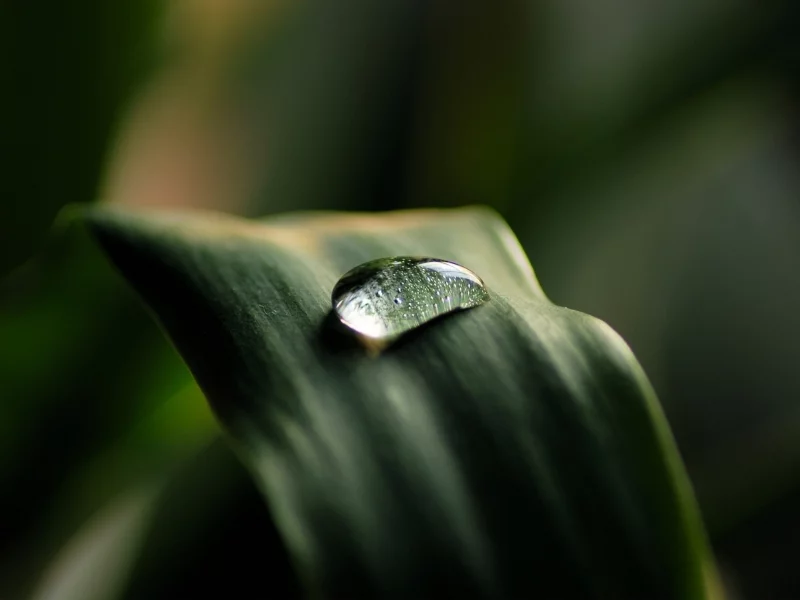 wallpapers, капля, трава, фото, обои, макро, листик, природа, фон, растение
