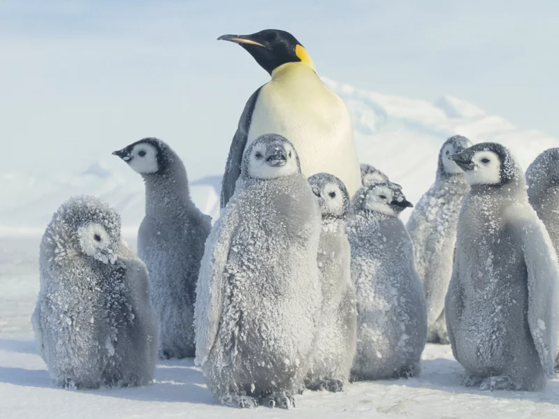 антарктида, пингвин, снег, antarctica, penguin