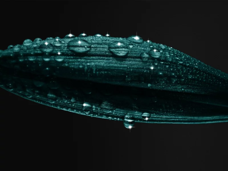 лепестки, plant, капли, water drops, 2560x1600, макро, petals, растение, вода, macro