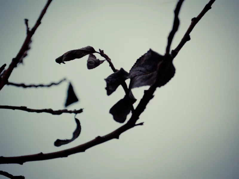 листья, природа, branches, nature, ветки, 2560x1600, leaves