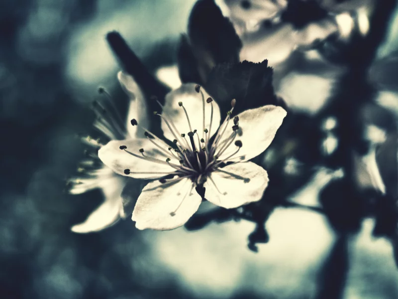 вишня, фокус, flowers, макро, цветок, бутон, цветение, лето, цветы, лепестки